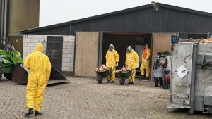 23.000 kippen in Putten moesten sterven door deze ene ontdekking