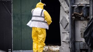 24.000 kippen in Drentse Geesbrug moesten sterven na deze ontdekking