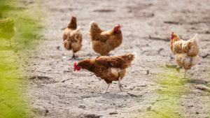 34.000 kippen in Ede moesten sterven na deze schokkende ontdekking