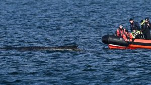 Bultrug zwemt weer vrij in Oostzee, maar reddingsactie nog lang niet voorbij