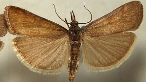 Deze Nederlandse vlinders hebben jarenlang de verkeerde naam gehad – meer dan 100 namen aangepast