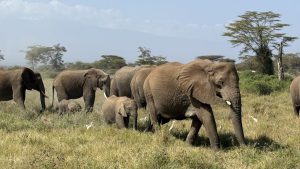 Deze revolutionaire methode redt Keniaanse olifanten én boeren tegelijkertijd