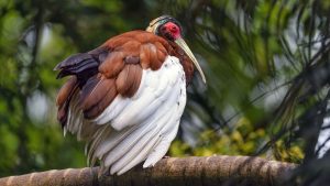 Drie kuifibissen sterven plotseling in Wildlands: dierentuin sluit vogelverblijf onmiddellijk