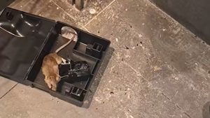 Eigenaar sluit restaurant na één dag nadat rattenplaag video miljoenen keer bekeken werd