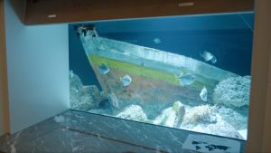 Het 170 jaar oude Artis aquarium herrijst na jarenlange stilte – wat vonden ze binnen?