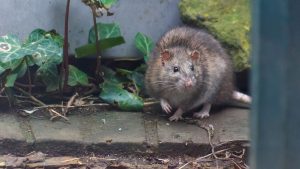 Horecaondernemers bezuinigen op hygiëne terwijl muizen en ratten hun restaurants overrompelen