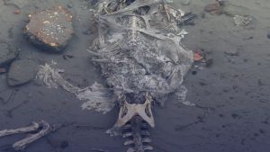 Kinderen in Albrandswaard schrikken zich rot: wat politie echt aantrof was totaal onverwacht