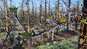 Limburgse fruittelers gebruiken verrassende methode tegen nachtvorst die hun oogst kan redden