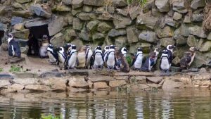 Mysterieuze darminfectie doodt 40 pinguïns Beekse Bergen – dierenartsen zoeken koortachtig naar oorzaak