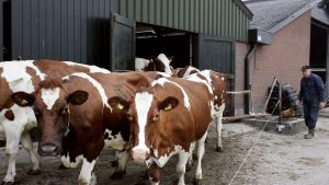 NVWA ontdekt schokkende praktijken: hoogdrachtige melkkoeien alsnog naar slachthuis gestuurd