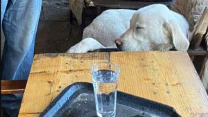 Puppy overleeft negen dagen alleen op besneeuwde Griekse bergtop – eigenaren geven hem bijzondere naam