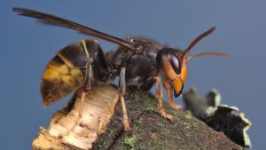Utrecht kapituleert: waarom zelfs experts de Aziatische hoornaar niet kunnen stoppen