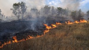Waarom niemand voorbereid was op wat er na de Europese bosbranden gebeurde