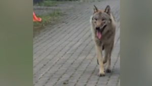 Wolf verstoort plotseling fietsexamen basisschool Hengelo: kinderen geschokt door wilde ontmoeting