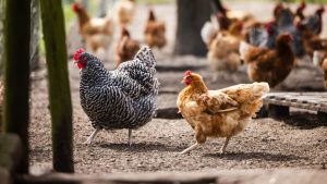 Wormen in de tuin maken hobbykippen gevaarlijker dan je denkt