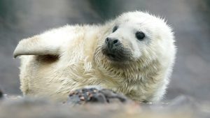 Zeehondenpopulatie Waddenzee krimpt dramatisch – wat wetenschappers nu ontdekten zal je verbazen