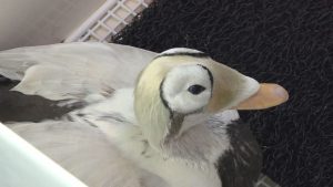 Zeldzame brilvogel sterft op Texel ondanks reddingspoging: ‘We hebben alles geprobeerd