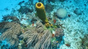 Zwemmende zeekomkommer duikt plots op waar wetenschappers dit nooit verwachtten