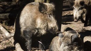 Zwijnen veroveren Hattem: inwoners durven ‘s avonds niet meer naar buiten