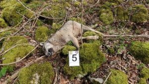 18 wolven vergiftigd gevonden in Italiaans park – wat experts nu vrezen voor de rest