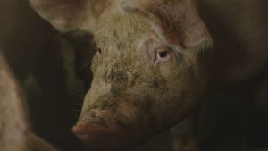 Bewoners America geschokt: illegale slachterij jarenlang actief onder hun neus