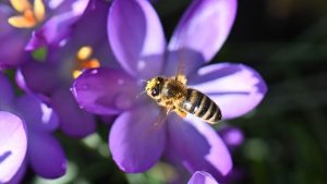 Bijen en zweefvliegen verdwijnen sneller dan verwacht – nieuwe tellingen onthullen schokkende cijfers