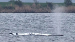 Bultrug ontsnapt van zandbank maar raakt opnieuw vast binnen enkele uren