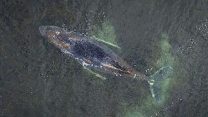 Bultrug Timmy overleeft al weken in ondiep water – nieuwe reddingspoging vandaag gestart