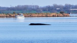 Bultrug Timmy verliest zijn laatste gevecht: waarom redding onmogelijk werd