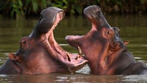 Colombia wil Escobars nijlpaarden afschieten – wat experts nu vrezen voor de soort
