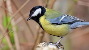 Dit koolmeesei van 2026 breekt een record dat niemand zag aankomen