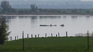Duitse bultrug zwemt al dagen in levensgevaar – laatste reddingspoging vandaag gestart
