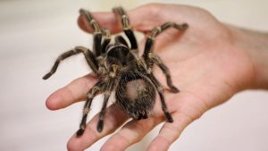 Duitse machinist opent achtergelaten pakket en vindt 20 levende vogelspinnen