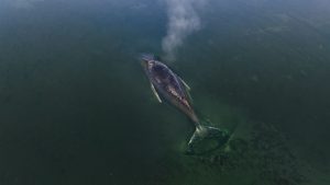 Duizenden Duitsers vormen menselijke ketting rond gestrande bultrug terwijl tijd opraakt