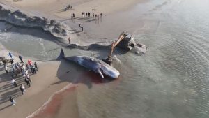 Gigantische potvis spoelt aan op strand Renesse en laat bezoekers sprakeloos achter