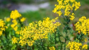 Groningen test elektrische schokken tegen giftig jacobskruiskruid – eerste resultaten verrassend