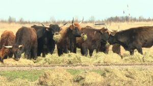 Heckrunderen Oostvaardersplassen krijgen eindelijk extra voer van provincie na jaren discussie