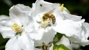 Hommels verdwijnen massaal uit Nederland: wat betekent dit voor jouw tuin?