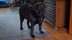 Hond weggehaald in Haaksbergen na schokkende verwaarlozing – wat eigenaren deden is ongelofelijk