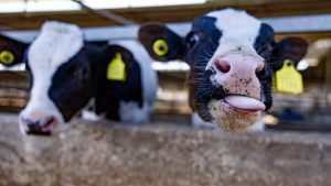 Ierse kalfjes blijven Nederlandse slachthuizen bereiken terwijl inspecteurs wegkijken