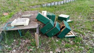 Imker uit Joure verliest voor zesde keer alles door mysterieuze aanvallen op bijenkasten