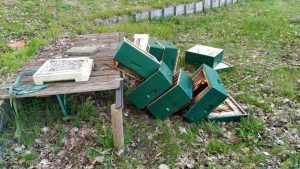 Jongens die bijenkasten vernielden krijgen onverwachte les na herstelling: ‘Nooit meer gedaan