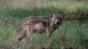 Kabinet maakt draai: probleemwolven voortaan sneller doodgeschoten dan verwacht