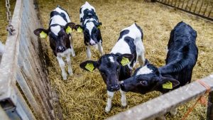 Kalf Ollie ontsnapte aan slachthuis, maar eindigde toch in Nederland door één fatale fout