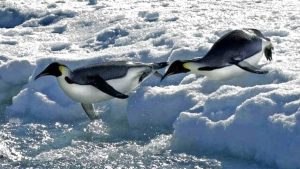 Keizerspinguïns verdwijnen sneller dan verwacht – wetenschappers geschokt door nieuwe cijfers