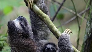 Luiaards in Florida dierenpark bezwijken massaal onder extreme koude – wat ging er mis?