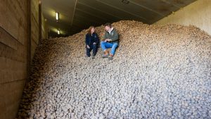 Miljoenen aardappels dreigen weg te rotten terwijl boeren wanhopig naar oplossingen zoeken