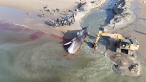 Mysterieuze golf van aangespoelde zeedieren houdt wetenschappers in de ban