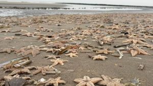 Mysterieuze massasterfte overspoelt Strand van Ouddorp met duizenden dode zeesterren