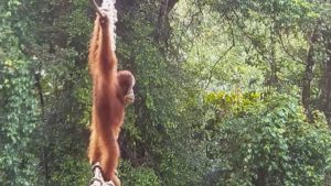 Na jaren wachten gebruiken orang-oetans eindelijk de speciale brug die hun wereld verbindt